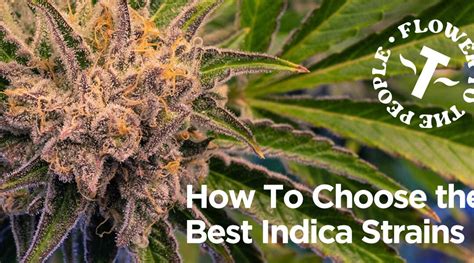 Choosing the Best Indica Strains: Terrapins Easy Guide